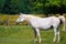 Lipizzaner mare on the farm