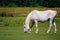 Lipizzaner mare on the farm