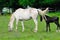 Lipizzaner mare and foal