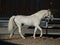 Lipizzaner stallion