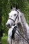 Lipizzaner stallion under saddle on beautiful animal farm summer