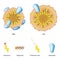 Lipoproteins of the blood