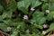 Lippia alba - Fresh leaves of soon relief medicinal plant