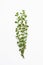 Lippia micromera Jamaican oregano plant herb on white background clippings
