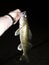 Lippin walleyes night fishing Minnesota Mississippi river