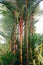Lipstick palm Cyrtostachys renda beautiful bushy palm tree with a red trunk and green leaves
