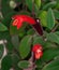 Lipstick plant