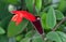 Lipstick plant