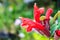 Lipstick plant