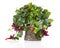 Lipstick Plant (Aeschynanthus radicans) in pot,