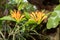 Lipstick plant or Aeschynanthus Speciosus plant in Zurich in Switzerland