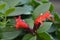 Lipstick Plant Mona Lisa