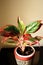 Lipstick red Aglaonema plant planted in a pot.beautiful ornamental house plant.Air purifier indoor plants. lucky plant fengshui