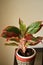 Lipstick red Aglaonema plant planted in a pot.beautiful ornamental house plant.Air purifier indoor plants. lucky plant fengshui