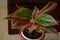 Lipstick red Aglaonema plant planted in a pot. ornamental house plant.Air purifier indoor plants. Easycare. lucky plant fengshui.