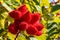 Lipstick tree flower, red cluster