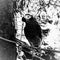Liq black and white photo of African grey parrot