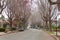 Liquid Amber trees in suburban neighborhood, barren of leaves in winter