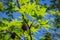 Liquidambar styraciflua or American sweetgum with fresh green leaves and spiky black balls seeds on blue sky background