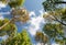 Liquidambar styraciflua tree in wild,maple tree with clouds sky