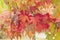 Liquidambar tree autumnal foliage detail