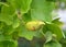 Liriodendron tulip tulip tree Liriodendron tulipifera L., fruit and leaves