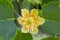 Liriodendron tulipifera beautiful ornamental tree in bloom