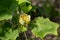 Liriodendron tulipifera beautiful ornamental tree in bloom, flowering yellow orange flowers. Liriodendron tulipifera in blossom