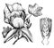 Liriodendron Tulipifera vintage illustration