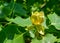 Liriodendron tulipifera - Yellow flowers on a background of green leaves