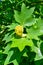 Liriodendron tulipifera - Yellow flowers on a background of green leaves