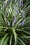 Liriope muscari  in bloom