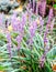 Liriope muscari `Lilac Wonder` close up in the botany in Poland.