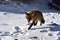 Lis w Tatrach, fox in Tatras