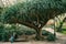 Lisbon, Portugal 01 may 2018: lonely people in garden under trees. Lonely man waits his woman and wait for acquaintance