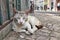 Lisbon stray cat