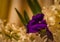 Lisianthus eustoma surrounded by hyacinth