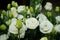 Lisianthus flower buds, light green, green stalks, blurred background with lisianthus flowers in bloom