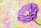 Lisianthus flower on defocused background