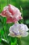 Lisianthus flowers