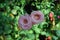 Lisianthus, a  herbaceous annuals colorful flowering pot plant