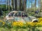 Lisse, Netherlands, May 2022. Old car overgrown with plants and flowers at the Keukenhof, Lisse.