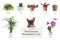 List of pet-friendly houseplants on background