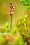 Listera cordata, Lesser Twayblade, red flowering European terrestrial wild orchid in nature habitat with green background, Czech R