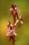 Listera cordata, Lesser Twayblade, red flowering European terrestrial wild orchid in nature habitat with green background, Czech R