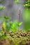 Listera cordata, Lesser Twayblade, red flowering European terrestrial wild orchid in nature habitat with green background, Czech R