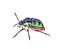 Litchi Bug , Tong Taek Bug, Chrysocoris stollii on white background