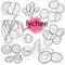Litchi fruit outline set. Vector. Sketch. Growing lychee.