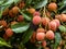 Litchi fruits closeup