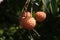 Litchi mature